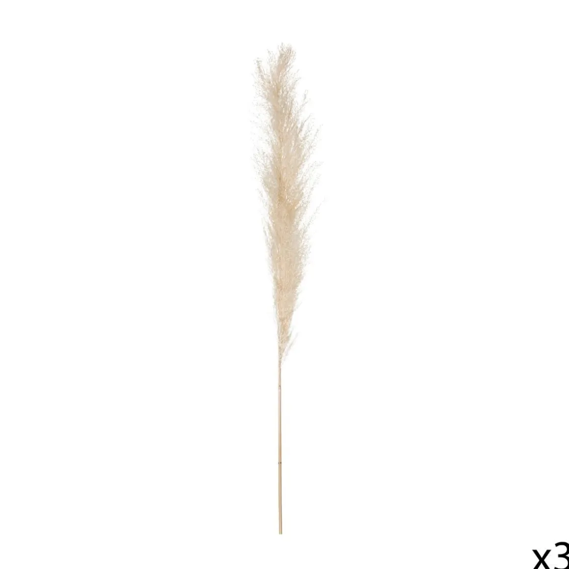 3 fleurs séchées "Pampa naturelle"