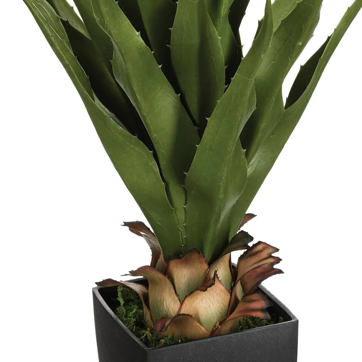Agave artificielle