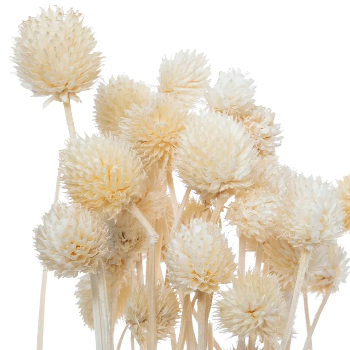 Bouquet de plantes séchées