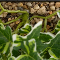 Plante artificielle suspendue