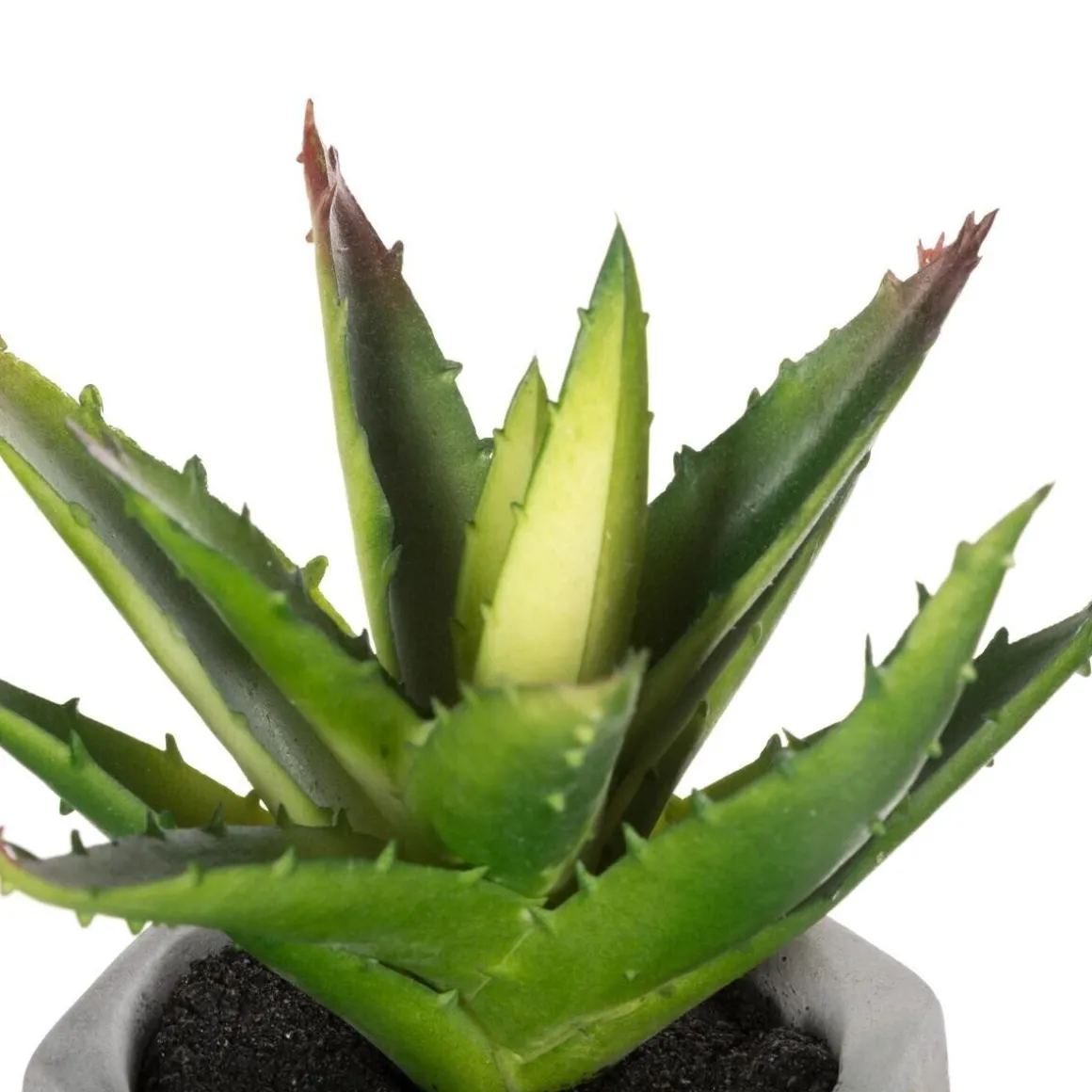 Plante grasse artificielle