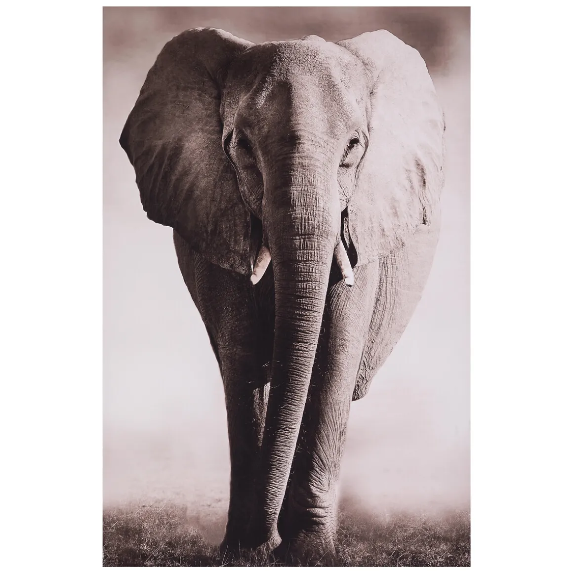 Toile encadrée "Animaux"