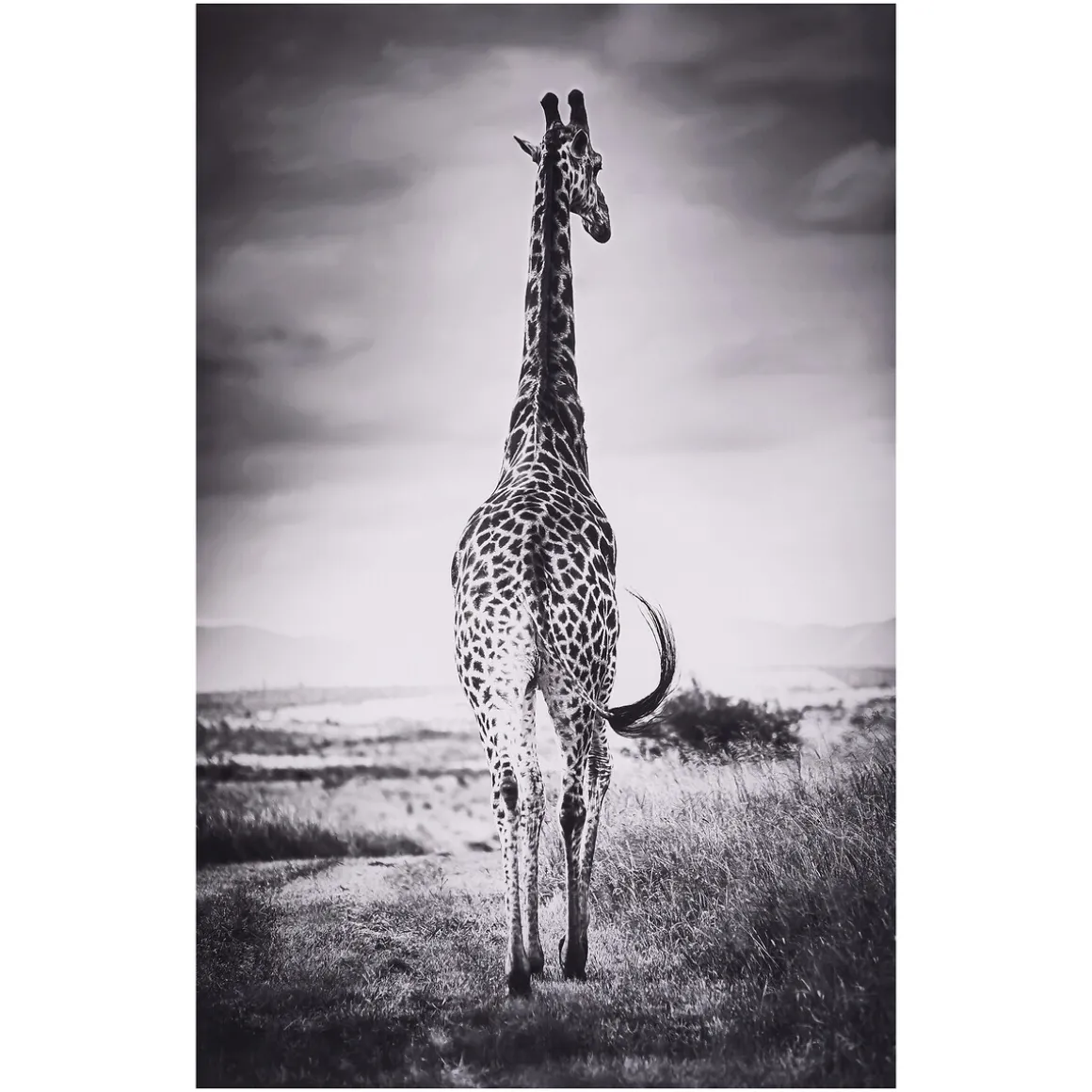 Toile encadrée "Animaux"